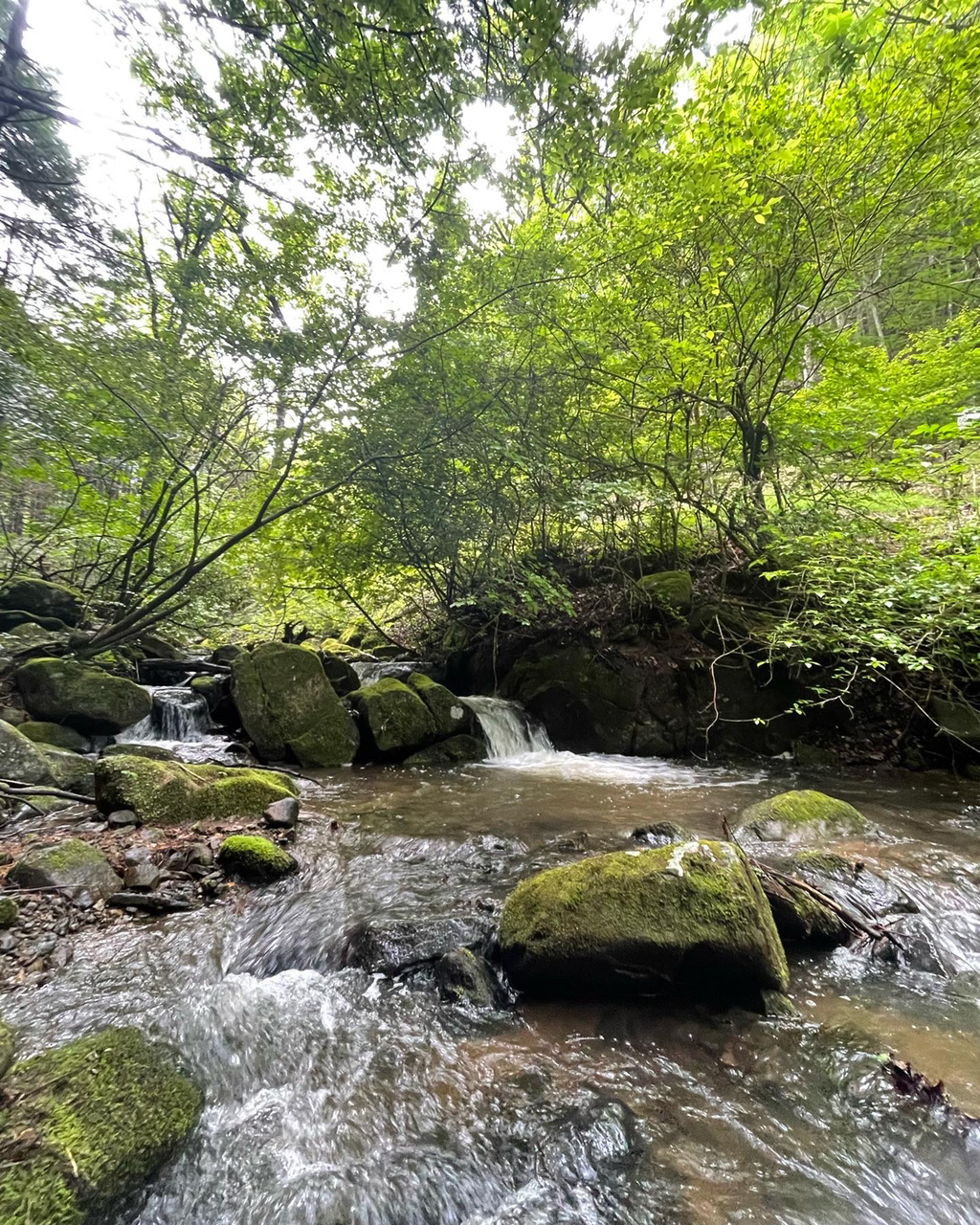 イワナ