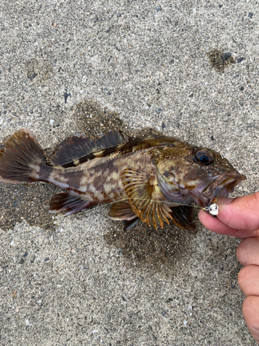 ガシラの釣果