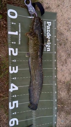 ナマズの釣果