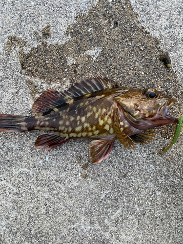 ガシラの釣果