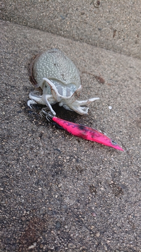 シリヤケイカの釣果