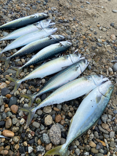 サバの釣果