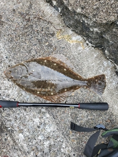 イシモチの釣果