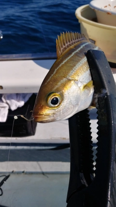 イサキの釣果