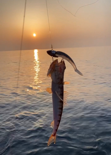 エソの釣果