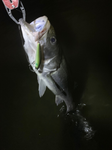 キビレの釣果