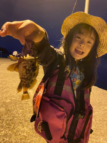 アラカブの釣果