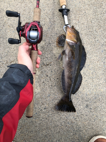 アイナメの釣果