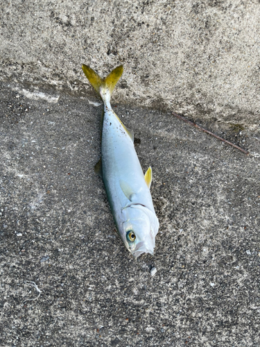 モジャコの釣果