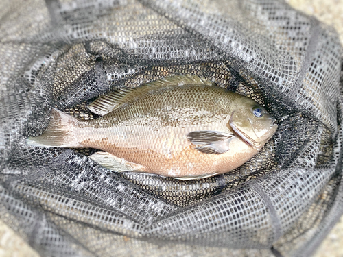 メジナの釣果