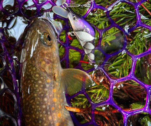 イワナの釣果