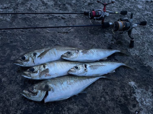 アジの釣果