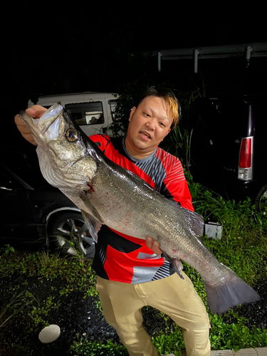 ヒラスズキの釣果