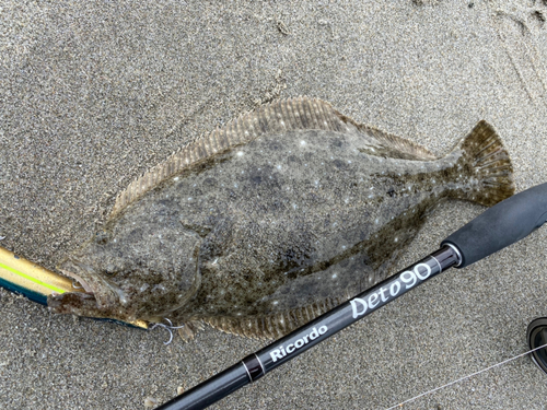 ヒラメの釣果