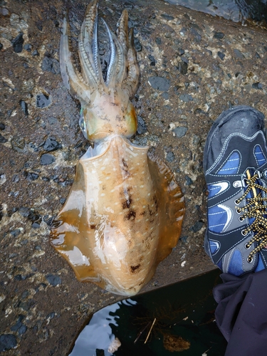 アオリイカの釣果