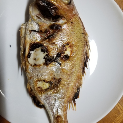 タイの釣果