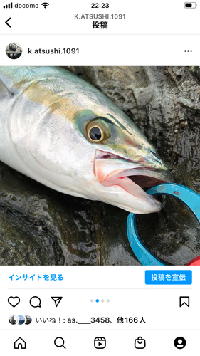 ハマチの釣果