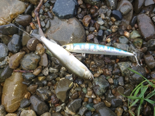 アユの釣果