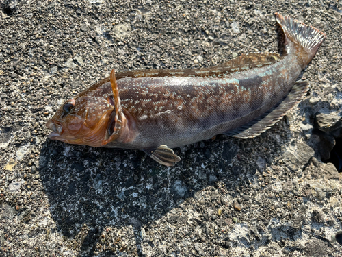 アイナメの釣果