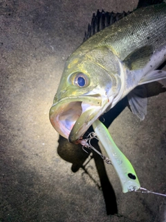 シーバスの釣果