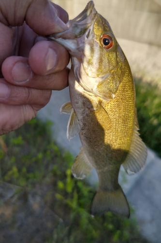 スモールマウスバスの釣果