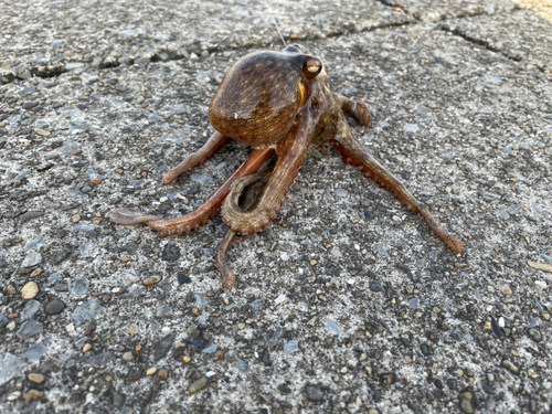 マダコの釣果