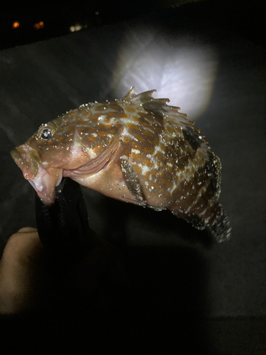 アコウの釣果