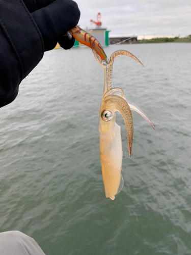 マメイカの釣果