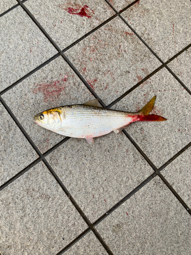 コノシロの釣果