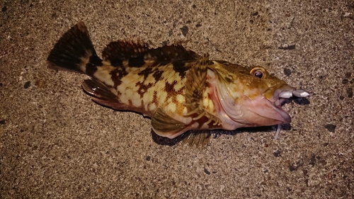 カサゴの釣果