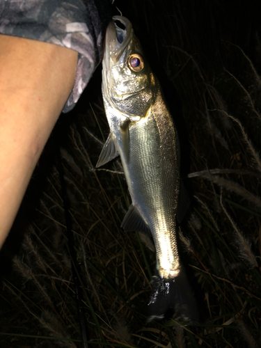 セイゴ（マルスズキ）の釣果