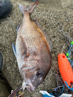 マダイの釣果