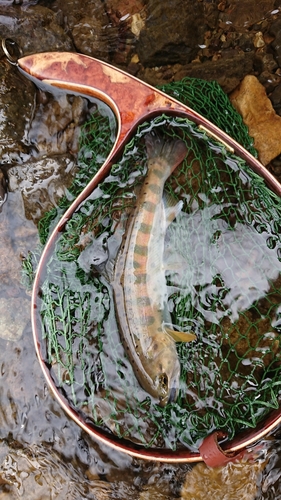 ヤマメの釣果