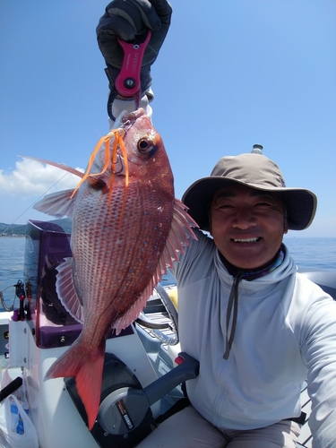 マダイの釣果