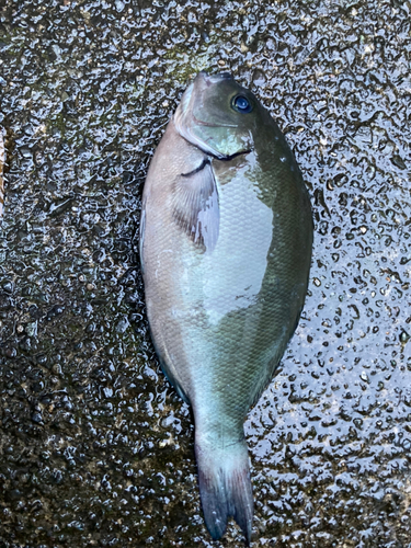 メジナの釣果