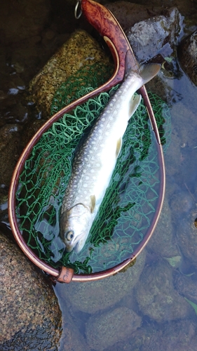 イワナの釣果