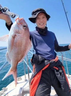 マダイの釣果