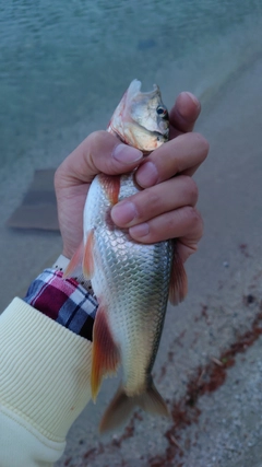 ハスの釣果