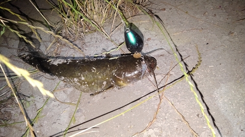 マナマズの釣果