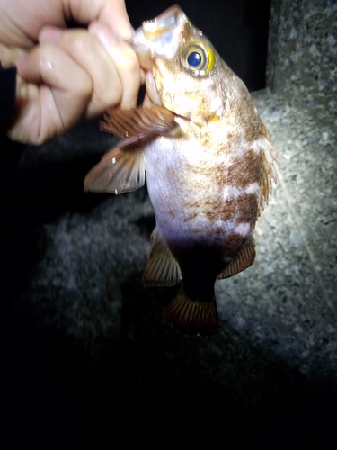 メバルの釣果