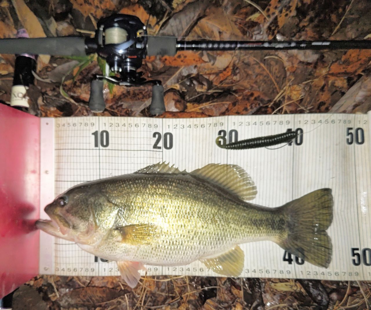 ラージマウスバス