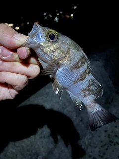 シロメバルの釣果