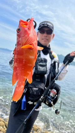 アカハタの釣果