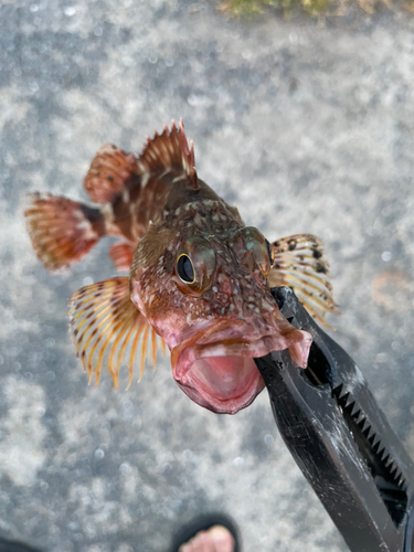 アラカブの釣果