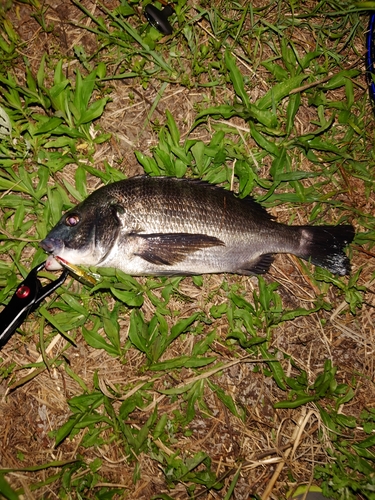 クロダイの釣果