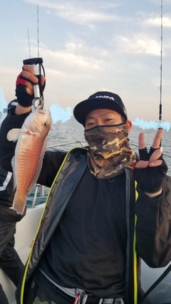 アマダイの釣果