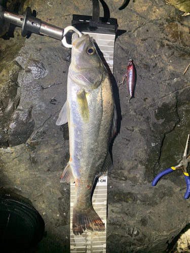 シーバスの釣果