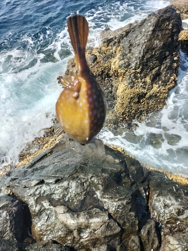 ハコフグの釣果