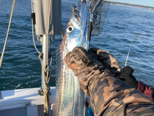 タチウオの釣果