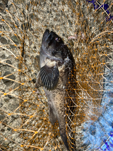 アイナメの釣果